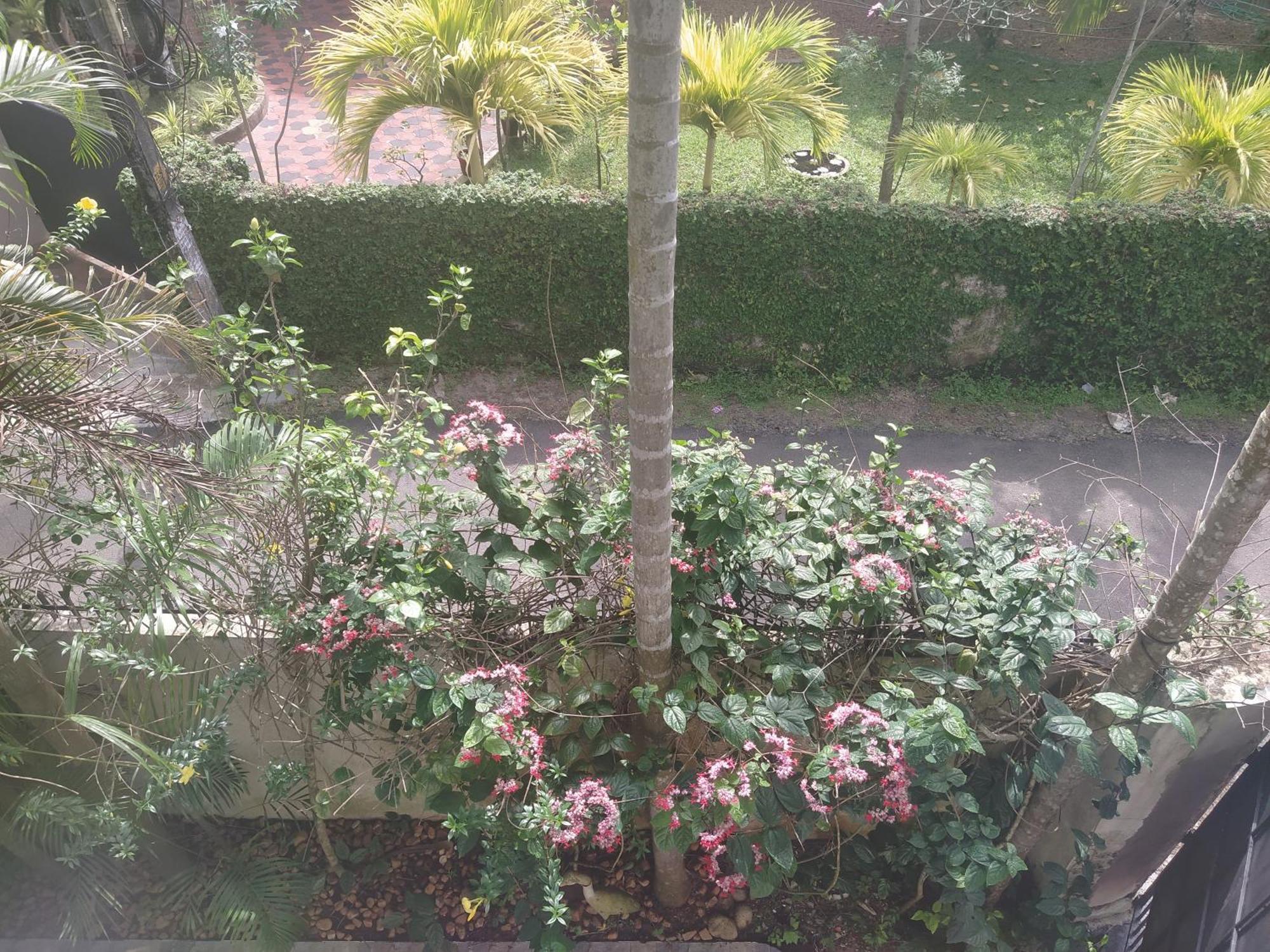 Paradise Inn Guest House Alappuzha Ngoại thất bức ảnh
